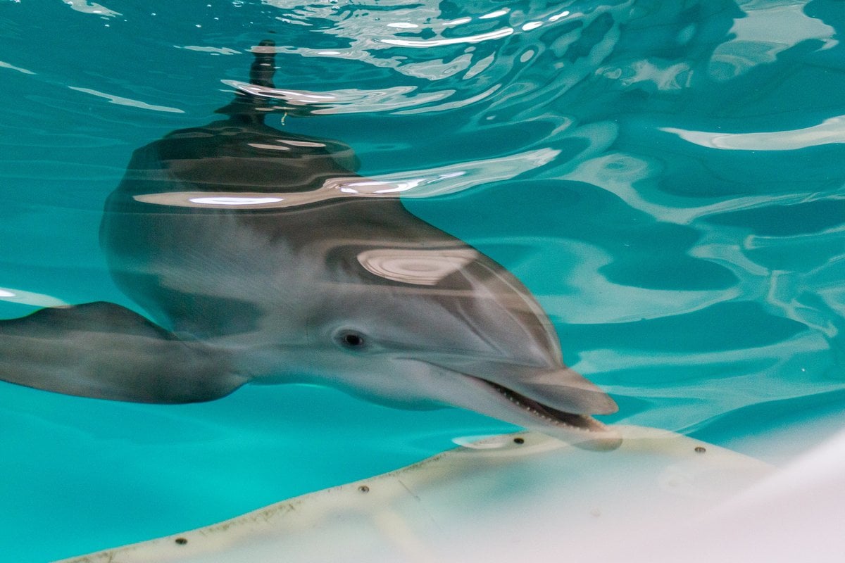Clearwater Marine Aquarium - Gallery Image 1